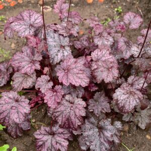 Heuchura Black Beauty