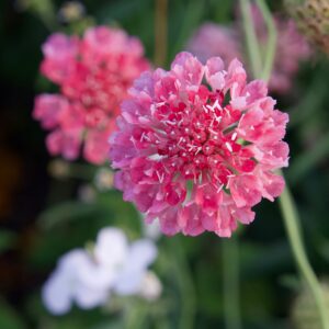 Scabiosa Pink Mist
